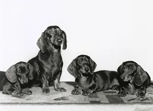 Dachshund Prints: Four Dachshund dogs Date: 1950s