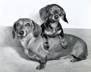 Two Dachshund dogs Date: 1950s