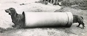 Optical Prints: Two Dachshund dogs at either end of a long pipe Date: 1950s