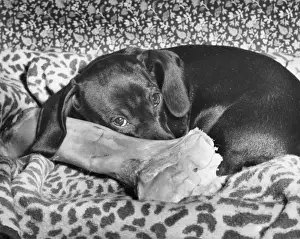Kaye Prints: Dachshund with a large bone