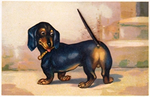 Images Dated 2nd November 2015: Dachshund with a movable tail on a novelty postcard