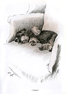 Paws Gallery: Dachshund puppy lying on a chair