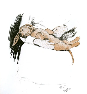 Paws Gallery: Dachshund puppy being nursed for indigestion