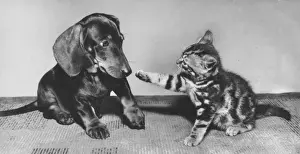 Dachshund and tabby kitten