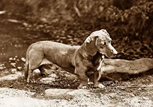 Dachshund Prints: Dachshund Victorian period