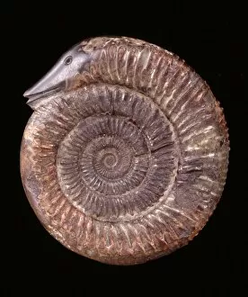 Coil Collection: Dactylioceras commune, ammonite