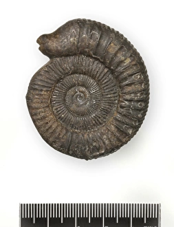 Images Dated 1st April 2004: Dactylioceras commune, snakestone ammonite