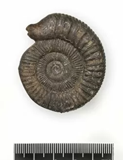 Ammonitida Collection: Dactylioceras commune, snakestone ammonite