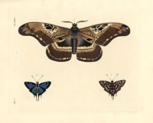 Saturnia Collection: Dactyloceras lucina moth and common silverspot butterfly