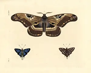 Dorsal Prints: Dactyloceras lucina moth and common silverspot butterfly