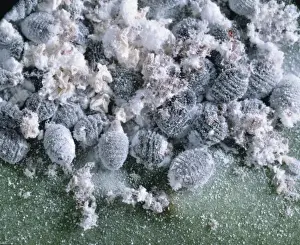 Hemiptera Prints: Dactyloprus coccus, scale insect
