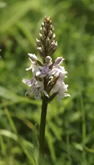 Dactylorhiza fuchsii, common spotted orchid