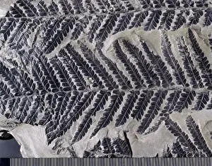 Polypodiophyta Prints: Dactylotheca, fossil fern