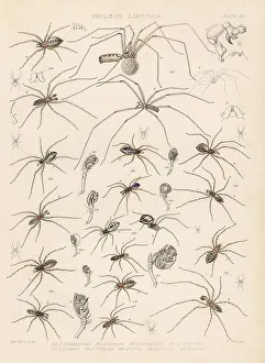 Daddy long-legs, filmy dome spider, sheet weaver spider, etc
