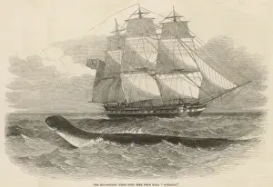 Daedalus Sea Serpent