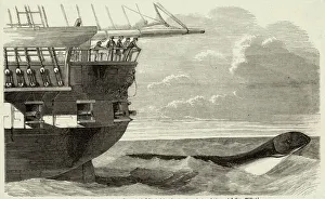 Atlantic Collection: Daedalus Sea Serpent