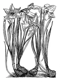 Midgley Collection: Daffodil