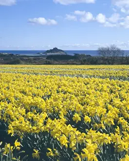 Daffodil fields, St Michaels Mount, Marazion, Cornwall