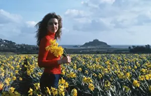Daffodil fields, St Michaels Mount, Marazion, Cornwall