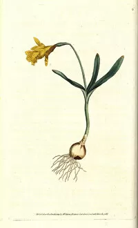 Least daffodil, Narcissus pseudonarcissus subsp. minor