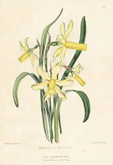 Pyrenees Prints: Daffodil species, Narcissus abscissus