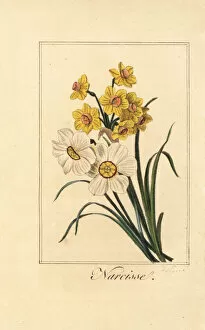 Images Dated 31st March 2020: Daffodil varieites, Narcisse, Narcissus poeticus