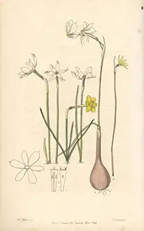Humilis Prints: Daffodil varieties