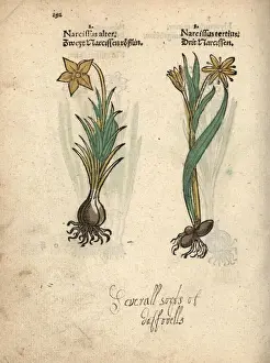 Narcissus Prints: Daffodil varieties, Narcissus poeticus