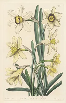 Daffodil varieties raised at Spofforth