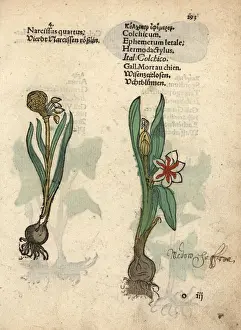 Narcissus Prints: Daffodil variety, Narcissus poeticus