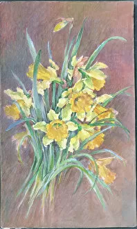 Arrangement Collection: Daffodils