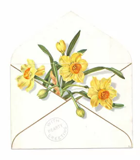 Daffodils Gallery: Daffodils in an envelope on a greetings card