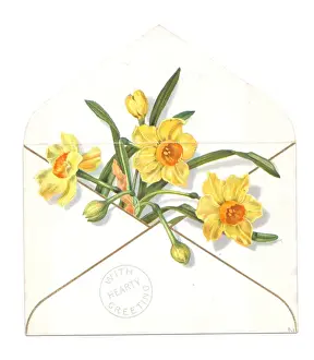 Narcissus Prints: Daffodils in an envelope on a greetings card