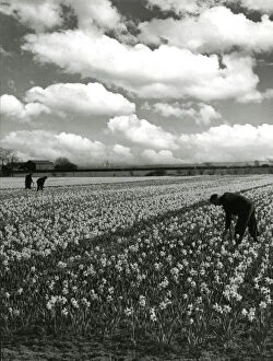 Daffodils in fields at Hale, Lancashire