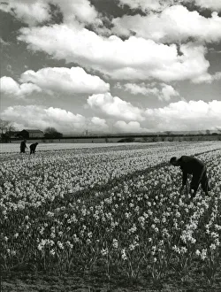 Images Dated 18th July 2018: Daffodils in fields at Hale, Lancashire