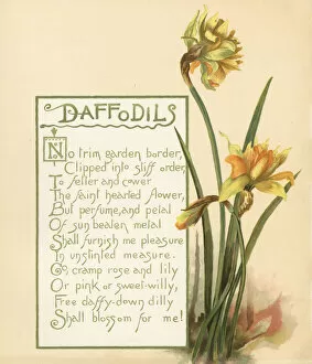 Daffodils Gallery: Daffodils, Narcissus pseudonarcissus