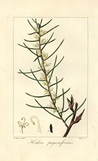 Pancracebessa Prints: Dagger hakea, Hakea teretifolia
