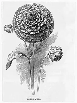 Stems Prints: DAHLIA
