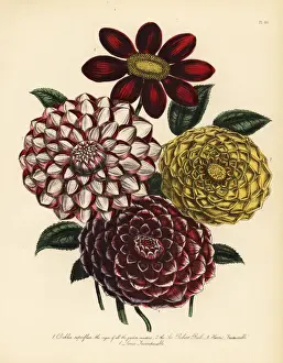Humphreys Prints: Dahlia varieties