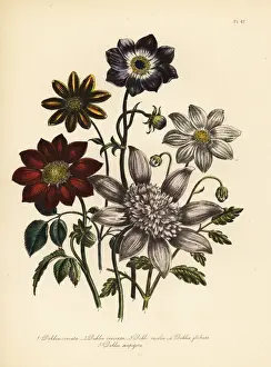 Dahlia varieties