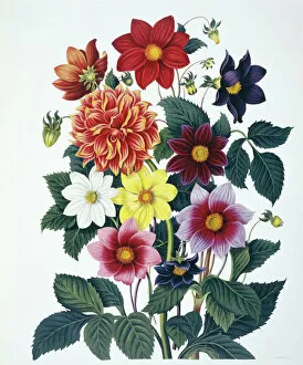 1838 Collection: Dahlias sp