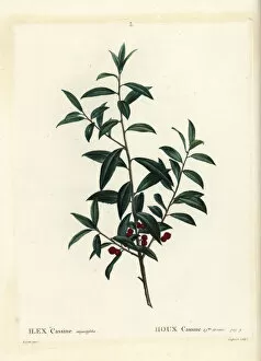 Arbustes Gallery: Dahoon holly or cassina, Ilex cassine