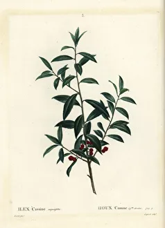 Arbustes Gallery: Dahoon holly or cassina, Ilex cassine