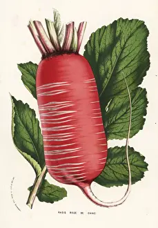 Sativus Prints: Daikon or Chinese radish, Raphanus sativus