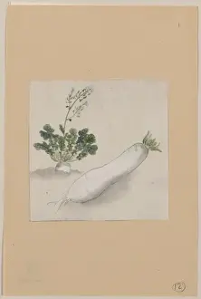 Radish Prints: Daikon radish with plant growing in the background
