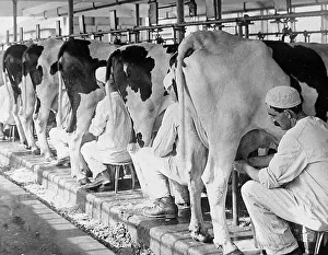 Milking Prints: A dairy Plainsboro New Jersey USA early 1900s