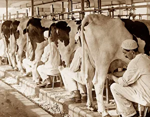 A dairy Plainsboro New Jersey USA early 1900s