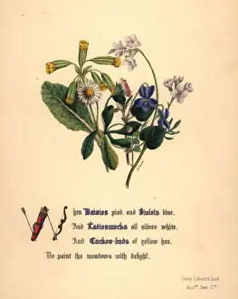 Daisies Prints: Daisies, Violets, Ladiesmocks and Cuckoo-buds