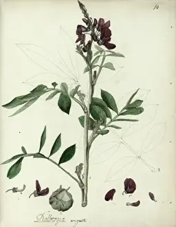 Dalbergia congesta