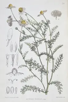 Fabales Prints: Dalbergia latifolia, Indian rosewood